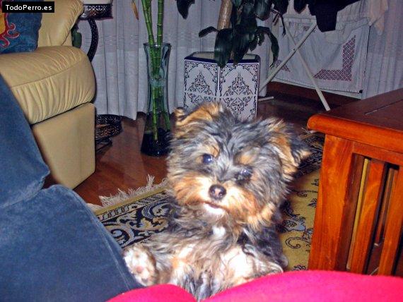 La foto del perro
