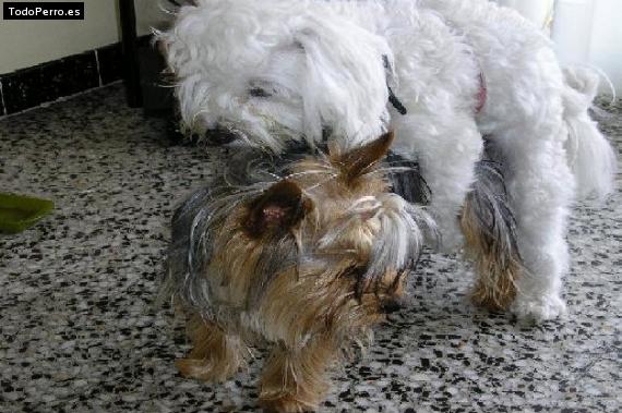 La foto del perro