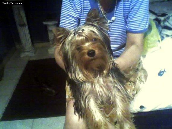La foto del perro