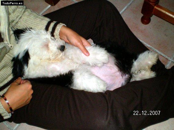 La foto del perro