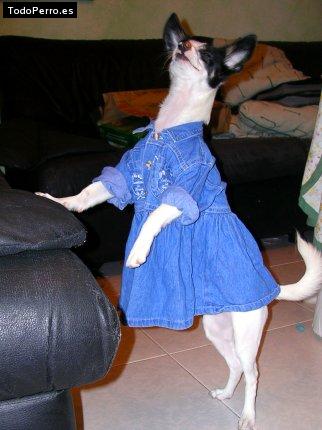 La foto del perro