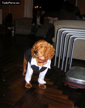 La foto del perro
