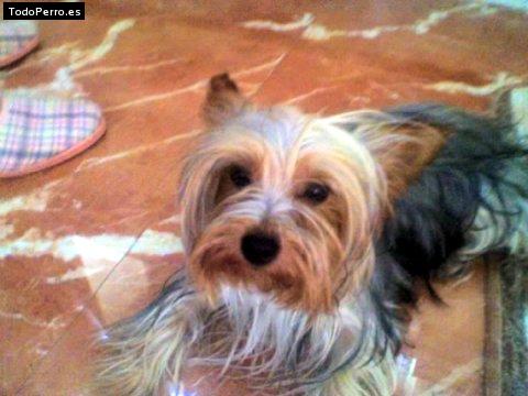 La foto del perro