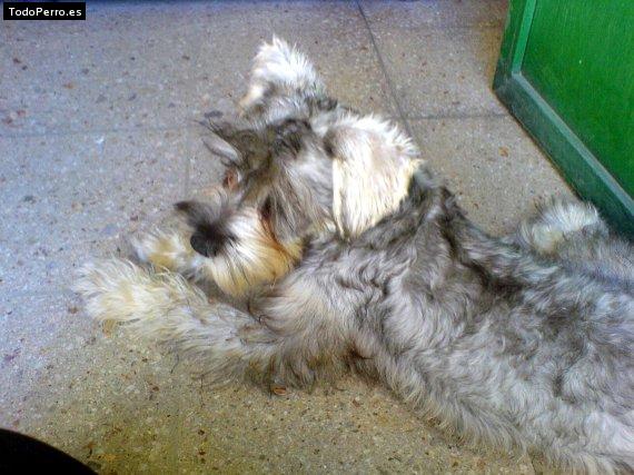 La foto del perro