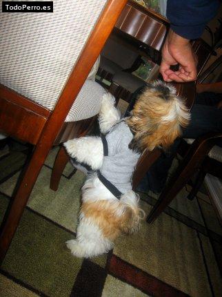 La foto del perro