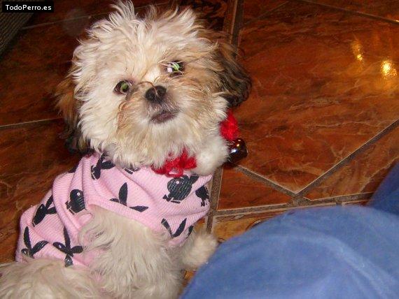 La foto del perro