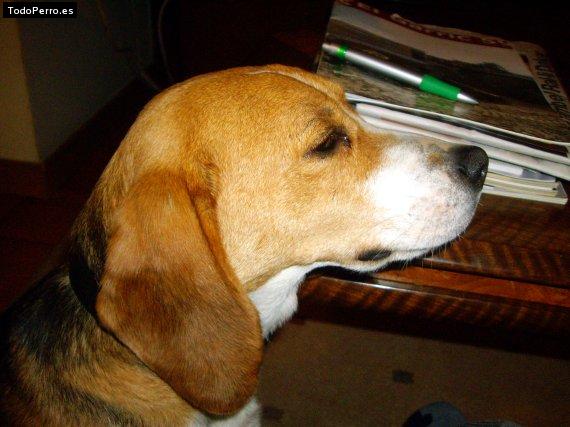 La foto del perro