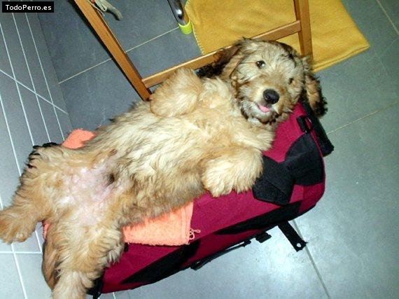 La foto del perro