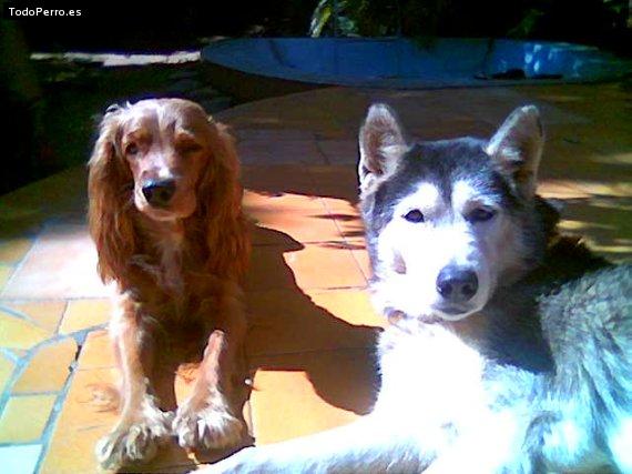 Foto del perro Stephita