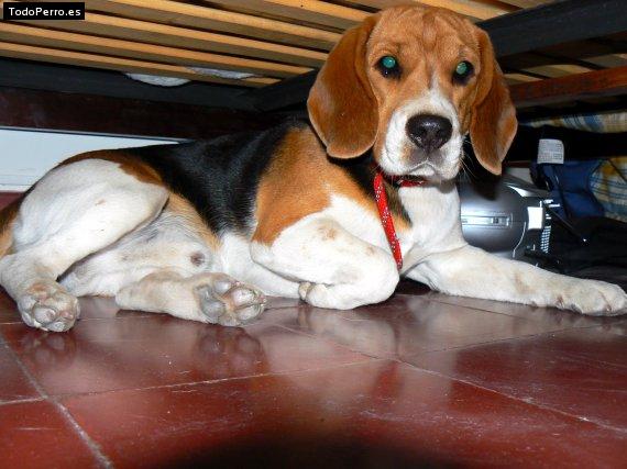 La foto del perro