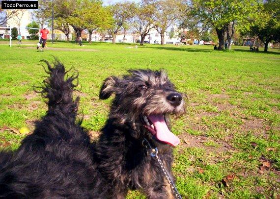 La foto del perro