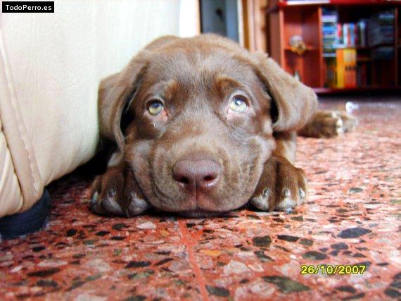 La foto del perro