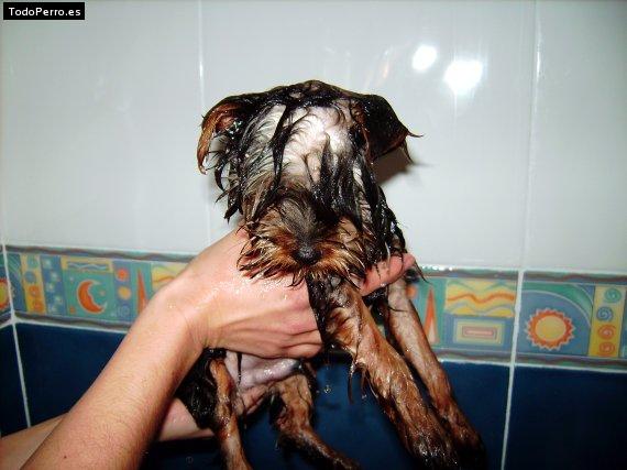 La foto del perro