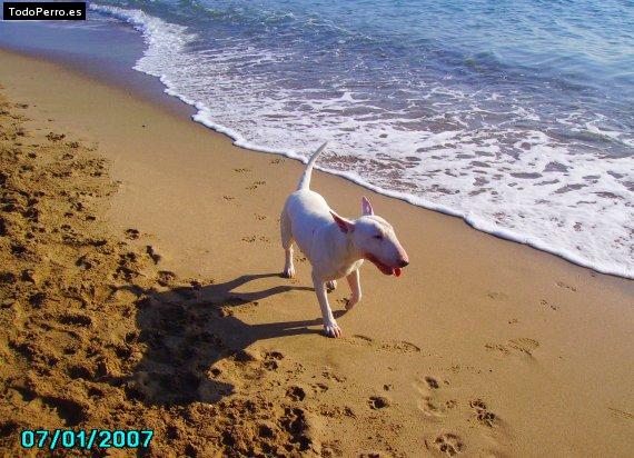 La foto del perro
