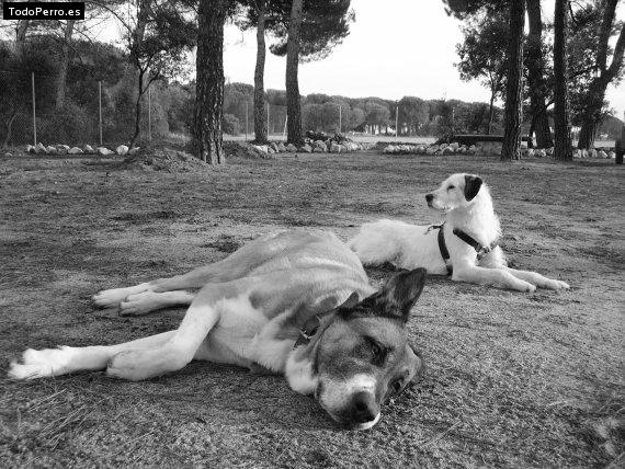 La foto del perro