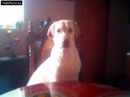 La foto del perro