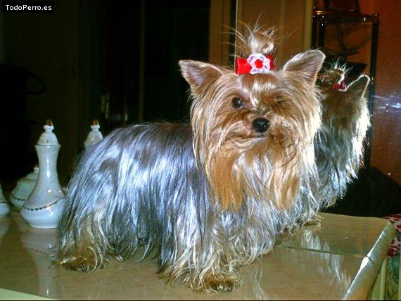 La foto del perro