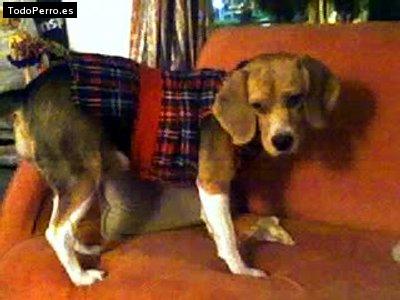 La foto del perro