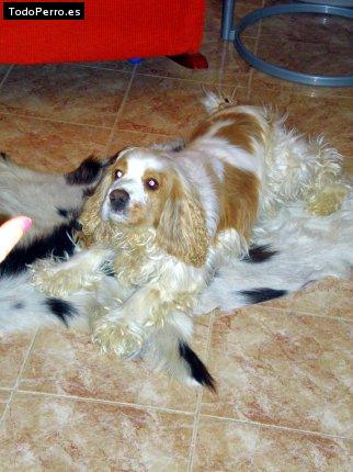Foto del perro Rex