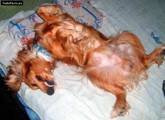 La foto del perro