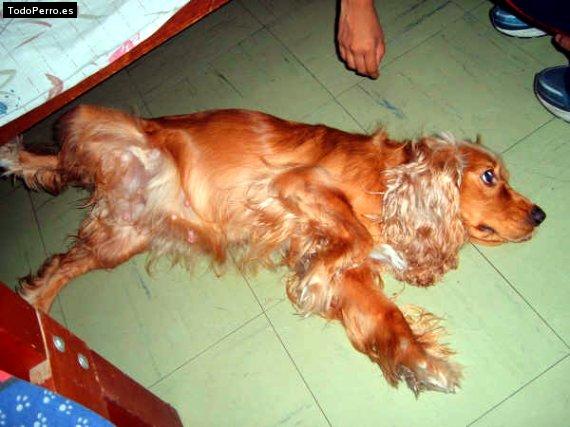 La foto del perro