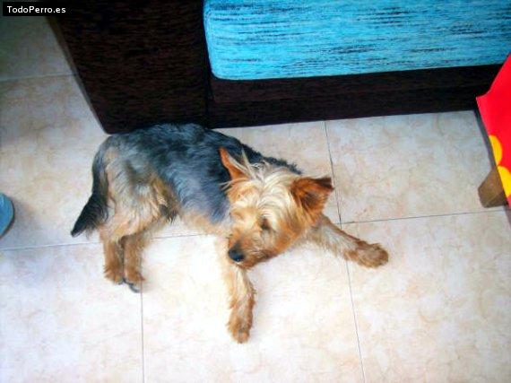 La foto del perro