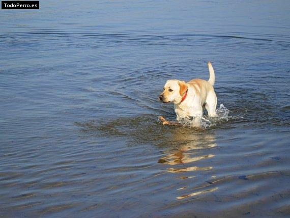La foto del perro