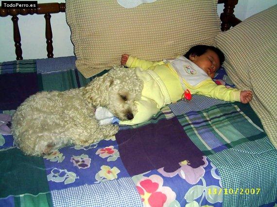 La foto del perro