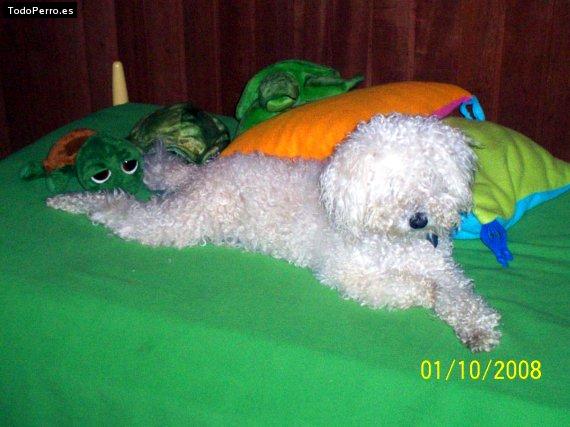 La foto del perro