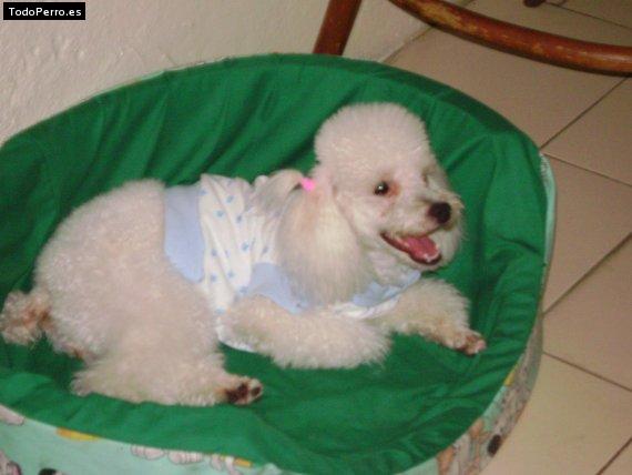 La foto del perro
