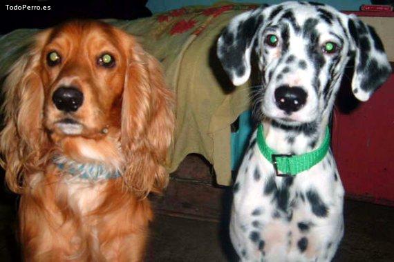 La foto del perro