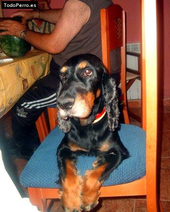 La foto del perro