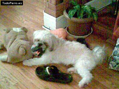 La foto del perro