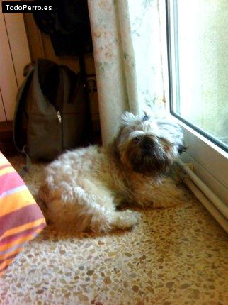 La foto del perro