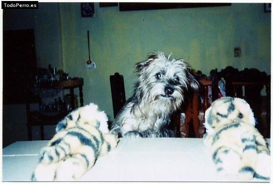 Foto del perro Roke
