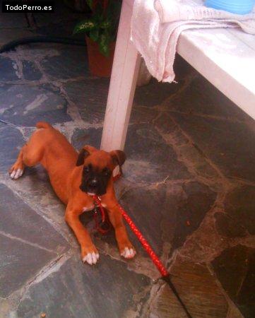 Foto del perro Malena