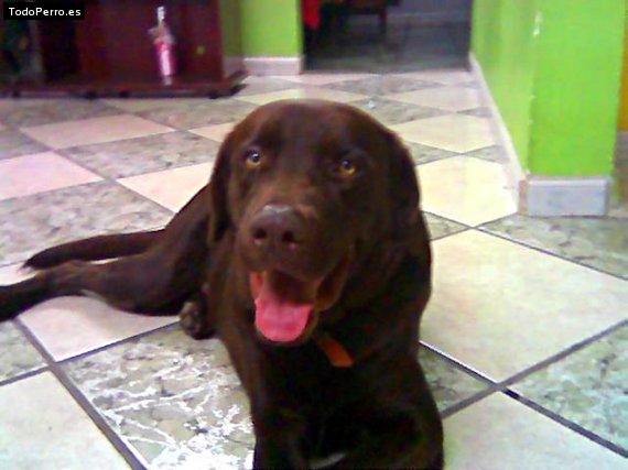 La foto del perro