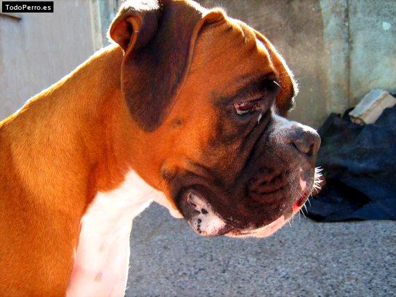 La foto del perro