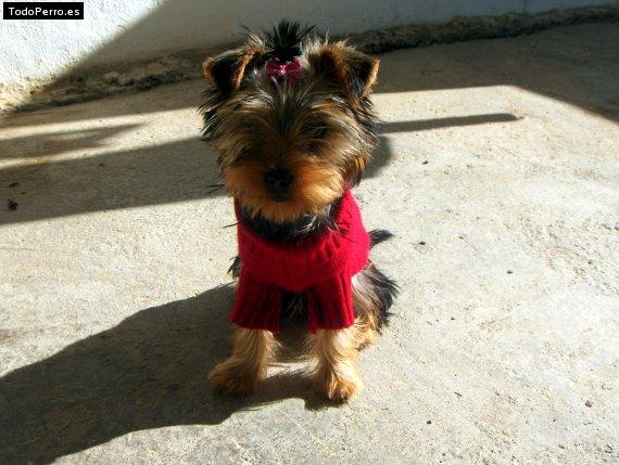 La foto del perro