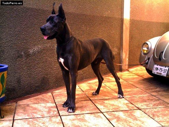 La foto del perro