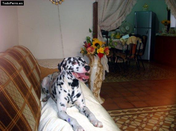 La foto del perro