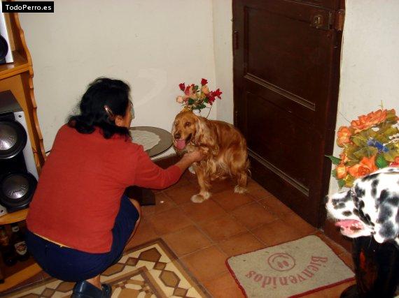 La foto del perro