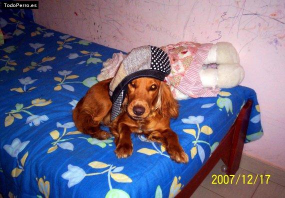 La foto del perro