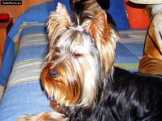 La foto del perro