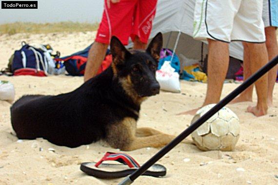 La foto del perro