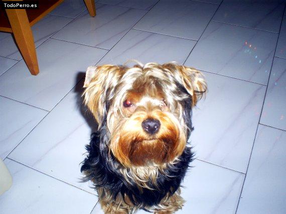 La foto del perro