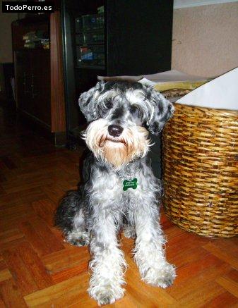 La foto del perro