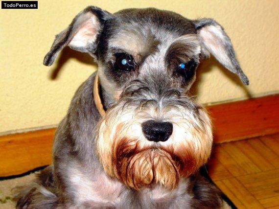 La foto del perro