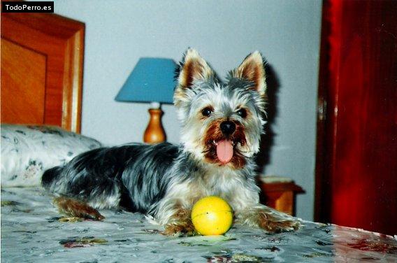 La foto del perro