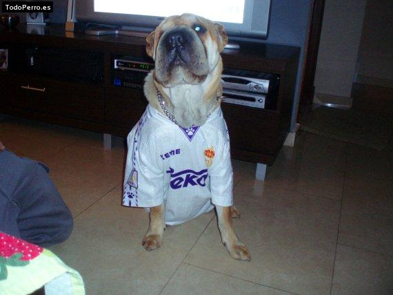 La foto del perro